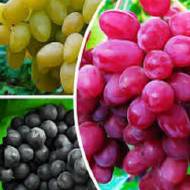 Комплект из 3-х разных саженцев винограда в контейнере